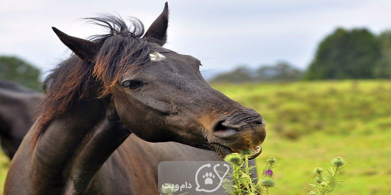 دیابت در اسب ها چه علائمی دارد؟ || دام و پت