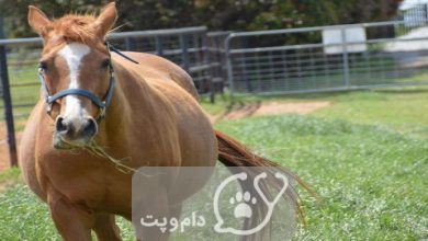 دیابت در اسب ها چه علائمی دارد؟ || دام و پت