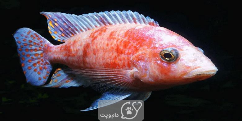13 نوع از محبوب ترین ماهی های رنگارنگ || دام و پت