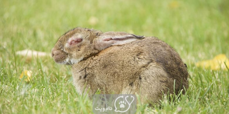 ورم ملتحمه در خرگوش از شایع ترین علل تا درمان آن || دام و پت