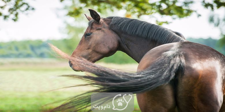 7 علل شایع اینکه چرا اسب ها دم خود را می چرخانند؟ || دام و پت