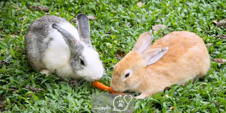 چرا خرگوش نباید هویج بخورد؟ || دام و پت