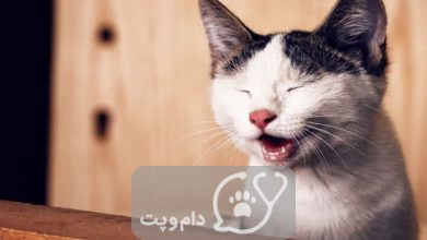 چرا گربه ها دندان قروچه می کنند؟ || دام و پت