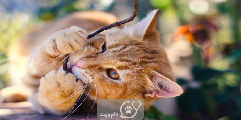 چرا گربه ها دندان قروچه می کنند؟ شایع ترین علل || دام و پت