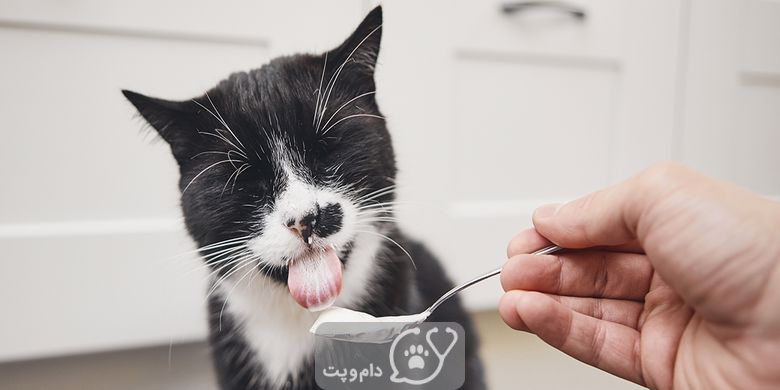 چرا گربه ها زبان زمختی دارند؟ || دام و پت