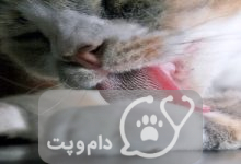 چرا گربه ها زبان زمختی دارند؟ || دام و پت