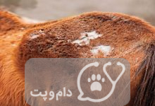 کرم حلقوی در اسب || دام و پت