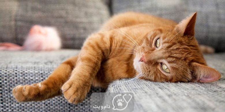 چرا گربه هنگام لمس دچار کمر درد می شود؟ || دام و پت