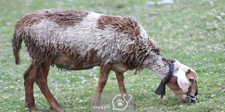 گوسفند چی می خورد؟ || دام و پت