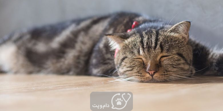 17 علت مرگ ناگهانی در گربه ها || دام و پت