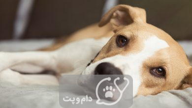 آزاتیوپرین برای سگ || دام و پت