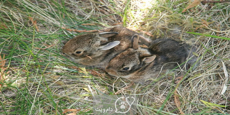 چرا خرگوش بچه هایش را دفن می کنند؟ || دام و پت