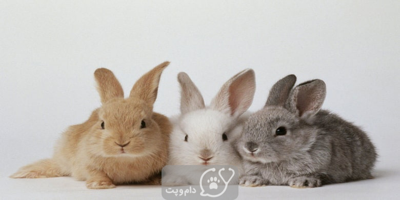 تعیین جنسیت در خرگوش || دام و پت