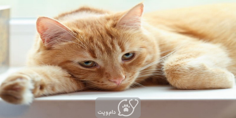 شایع ترین مشکلات ادراری در گربه ها || دام و پت