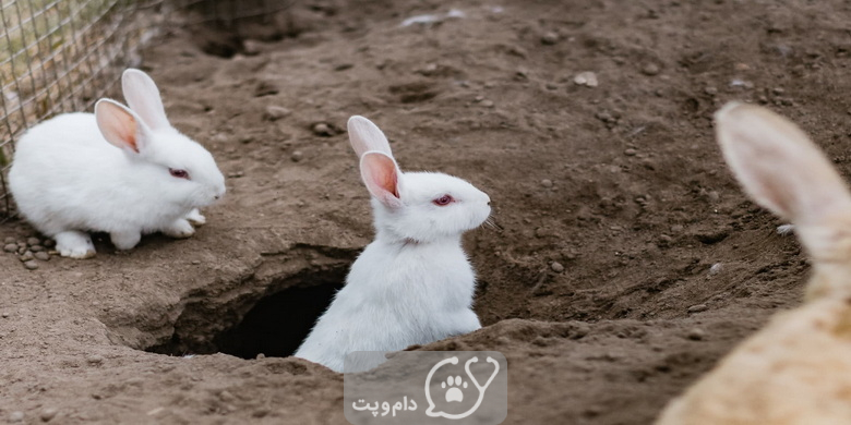 چرا خرگوش بچه هایش را دفن می کنند؟ || دام و پت