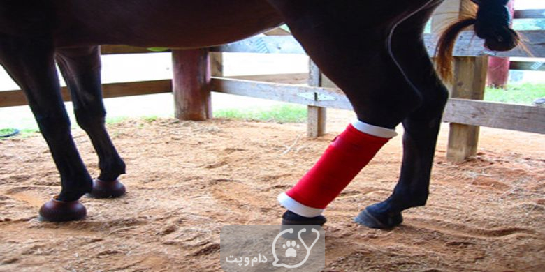 آسیب های رایج اسب و نحوه درمان آنها || دام و پت
