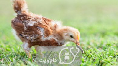 آیا جوجه ها علف می خورند؟ || دام و پت