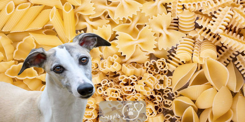 آیا سگ ها می توانند پاستا بخورند؟ || دام و پت