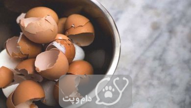 آیا مرغ می تواند پوست تخم مرغ بخورد؟ || دام و پت