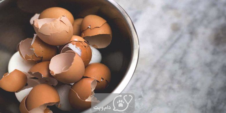 آیا مرغ می تواند پوست تخم مرغ بخورد؟ || دام و پت