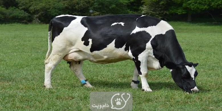 آیا گاوها شیر خود را می نوشند؟ || دام و پت