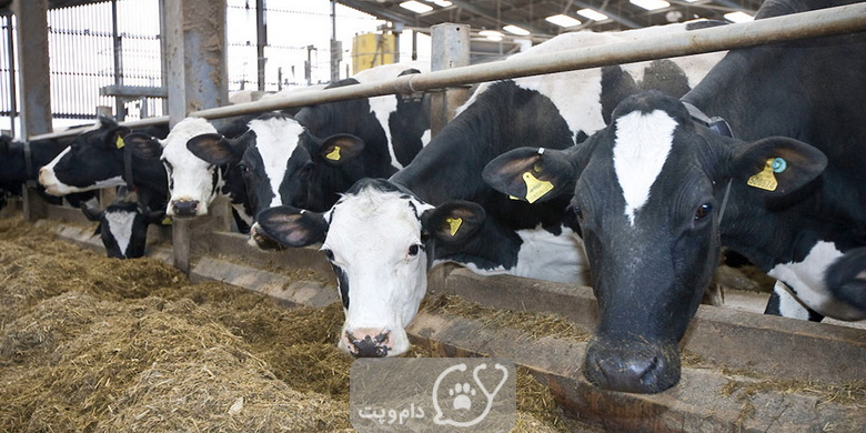 آیا گاوها شیر خود را می نوشند؟ || دام و پت