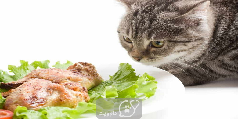 آیا گربه برنج و مرغ می خورد؟ || دام و پت