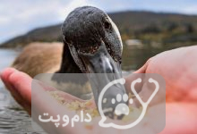 اردک ها چه می خورند؟ || دام و پت