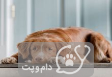 بیماری آدیسون در سگ || دام و پت