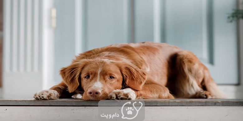 بیماری آدیسون در سگ || دام و پت