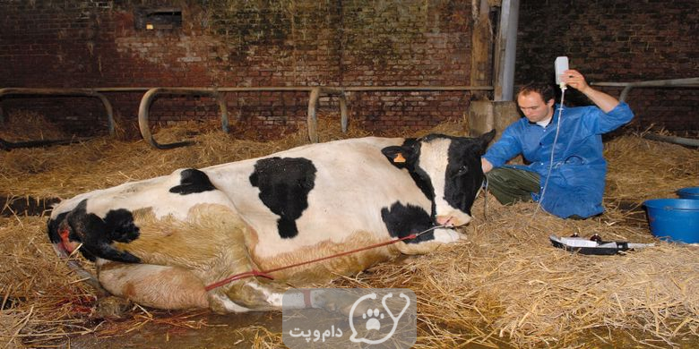 تب شیر در گاوها چیست؟ || دام و پت