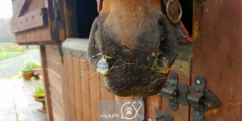 تب گلی در اسب ها || دام و پت