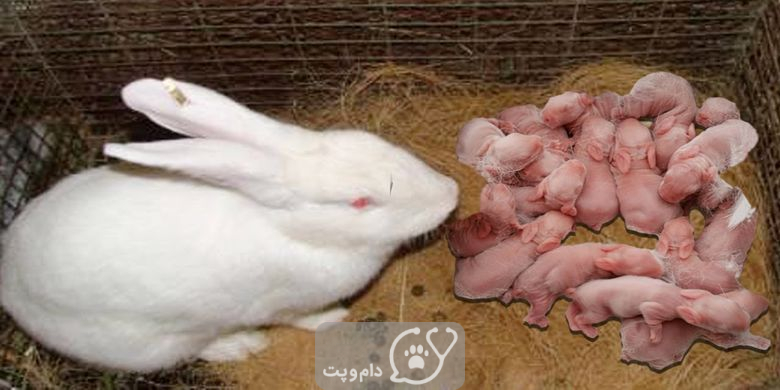 خرگوش ها در چه سنی می توانند باردار شوند؟ || دام و پت