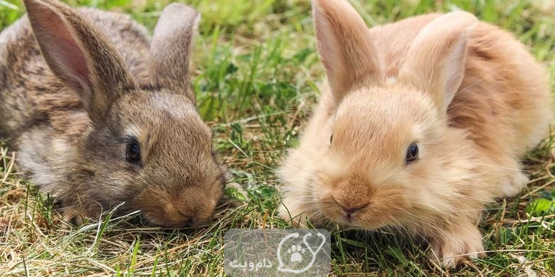 خرگوش ها در چه سنی می توانند باردار شوند؟ || دام و پت