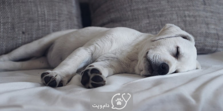 خواب سگ ها و آنچه که باید بدانید. || دام و پت