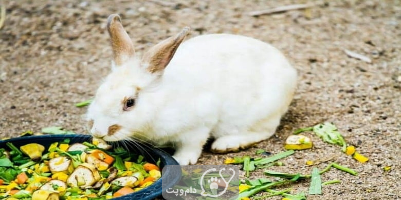 راهکارهای افزایش وزن در خرگوش || دام و پت