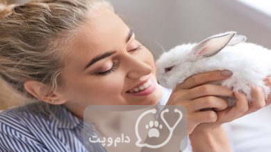 ضربه سر در خرگوش || دام و پت