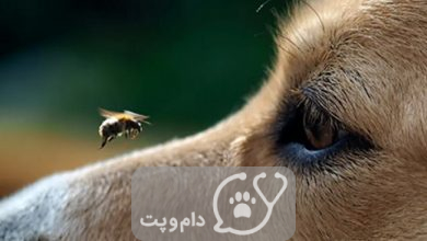 نیش زنبور در سگ ها || دام و پت