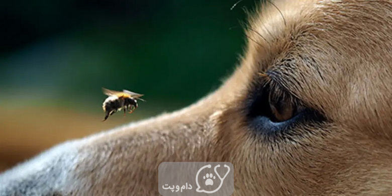 نیش زنبور در سگ ها || دام و پت