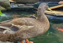 چگونه حوضچه اردک را تمیز نگه داریم؟ || دام و پت
