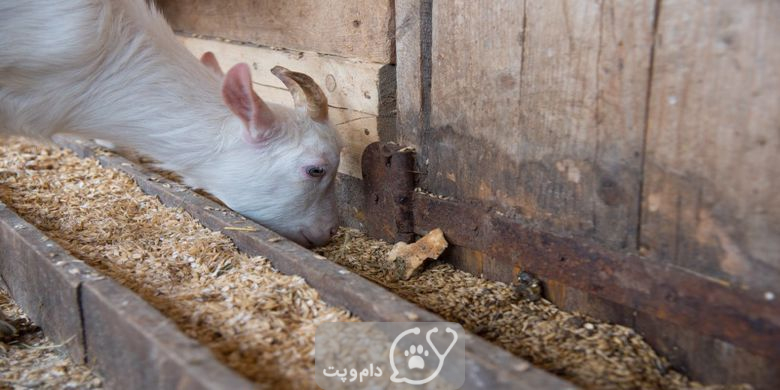 کف دهان در بزها || دام و پت