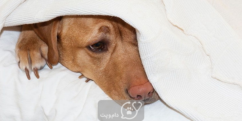 14 علائم هشدار دهنده در سگ ها || دام و پت