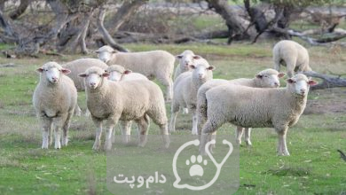 رها کردن گوسفندان در باران || دام و پت