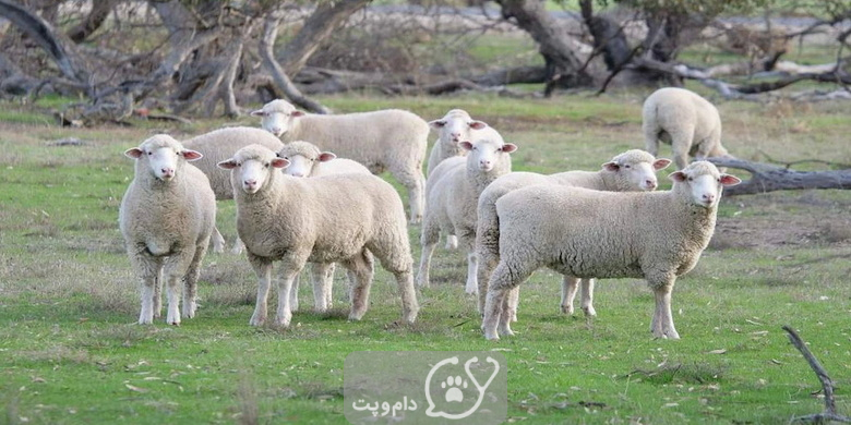 رها کردن گوسفندان در باران || دام و پت
