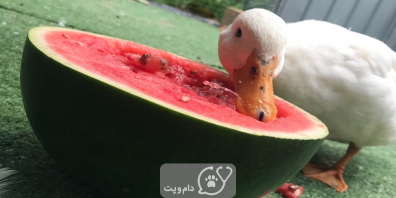 آیا اردک ها می توانند هندوانه بخورند؟ || دام و پت