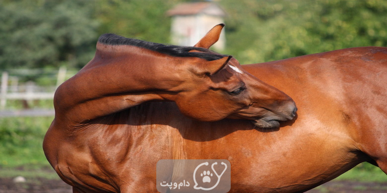 افزایش چربی و عوارض آن در اسب || دام و پت