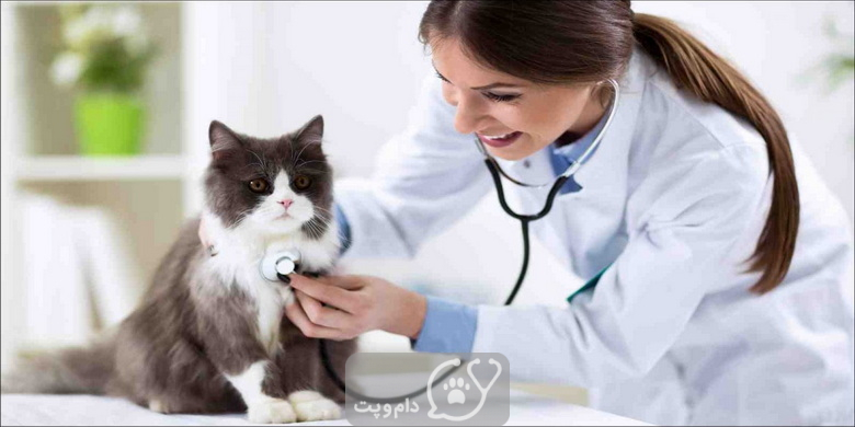 سندرم استفراغ صفراوی در گربه ها || دام و پت
