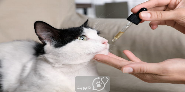 سندرم استفراغ صفراوی در گربه ها || دام و پت