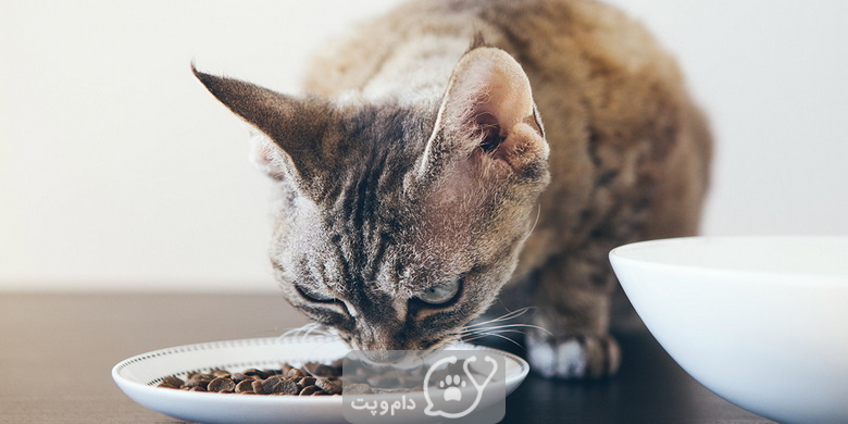 بیماری کلیه پلی کیستیک در گربه ها || دام و پت