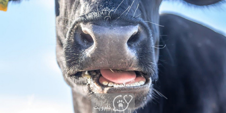 آیا گاوها دندان بالایی دارند؟  || دام و پت